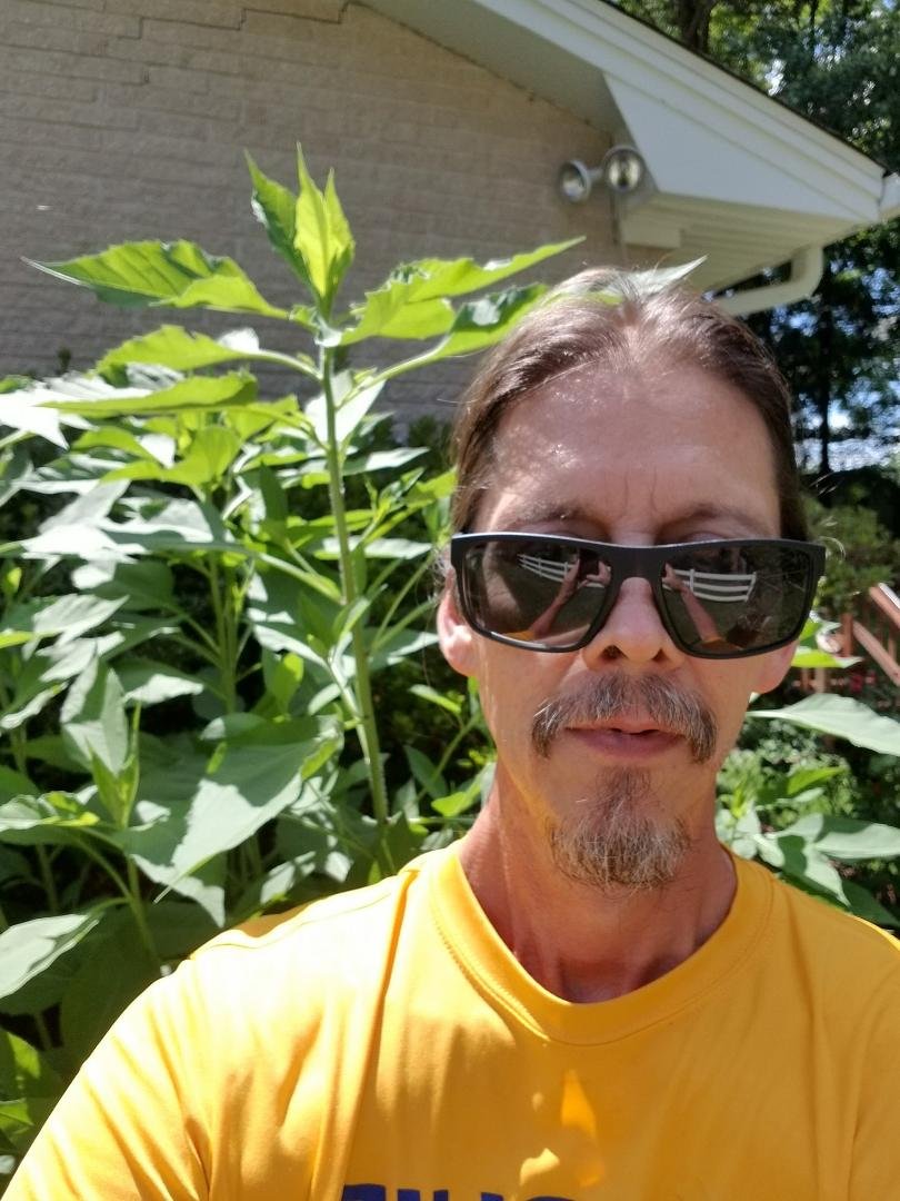 2 storms later and Jerusalem artichoke is taller than me. What a lucky guess.
