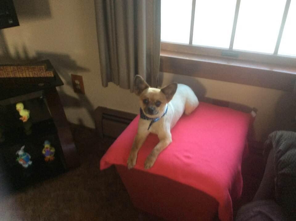 Ed got a new haircut thanks to K9 cuts
