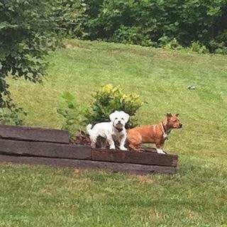Karma with Lauren's puppy, Dozer 6 years ago