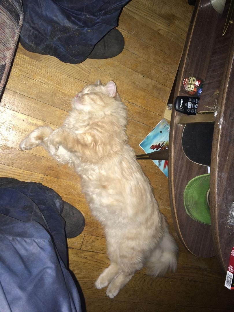 This is the alley cat that chose to adopt me I am his rescue