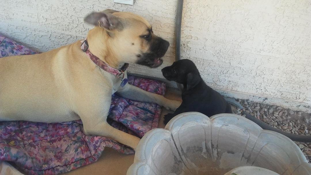 Sadie and Elle Mae getting to know each other...