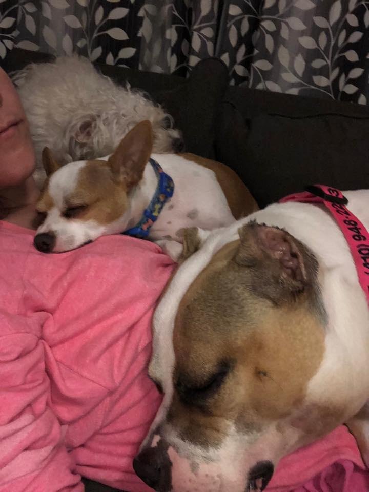 These are some happy pups!