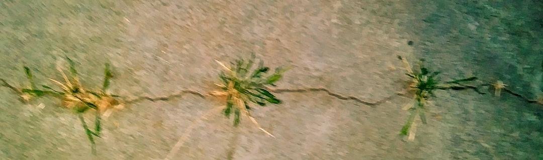 CRACK WEED