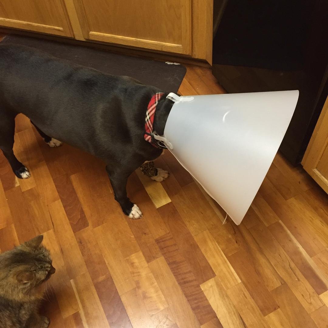 This is Peaches cone when no one is available to babysit her.     Besides Chreighton