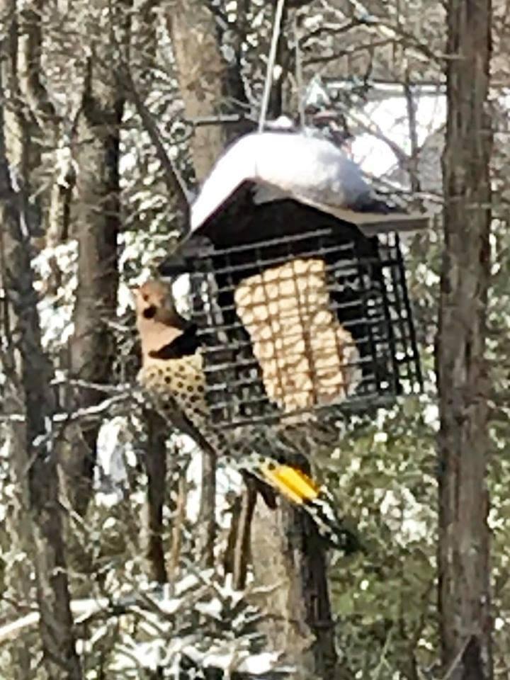 our friend and frequent visitor, a Northern Flicker!