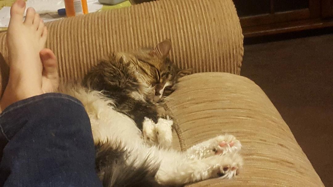 Paws N Toes
Mittens paws
Nathan'sToes
