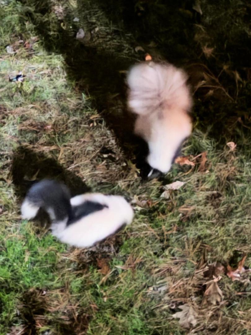 It seems the bunnies have been replaced by 2 white skunks? Never saw such white ones before … and they were obviously a couple ���