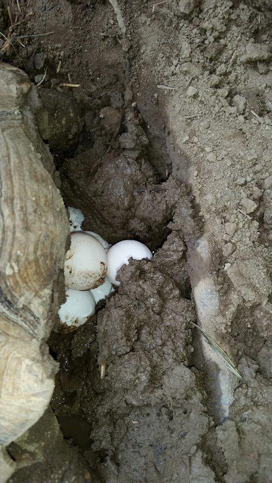 Here are her eggs.
