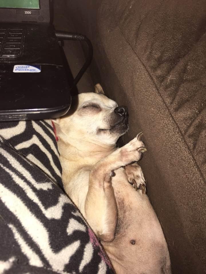 This old gal really has the life. Sleep all day.