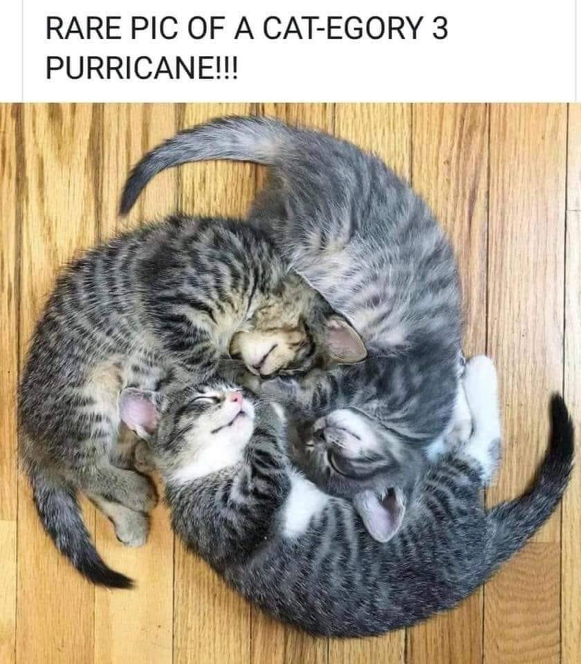 Clever