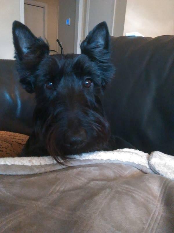 💕Our Sweet Angus💕