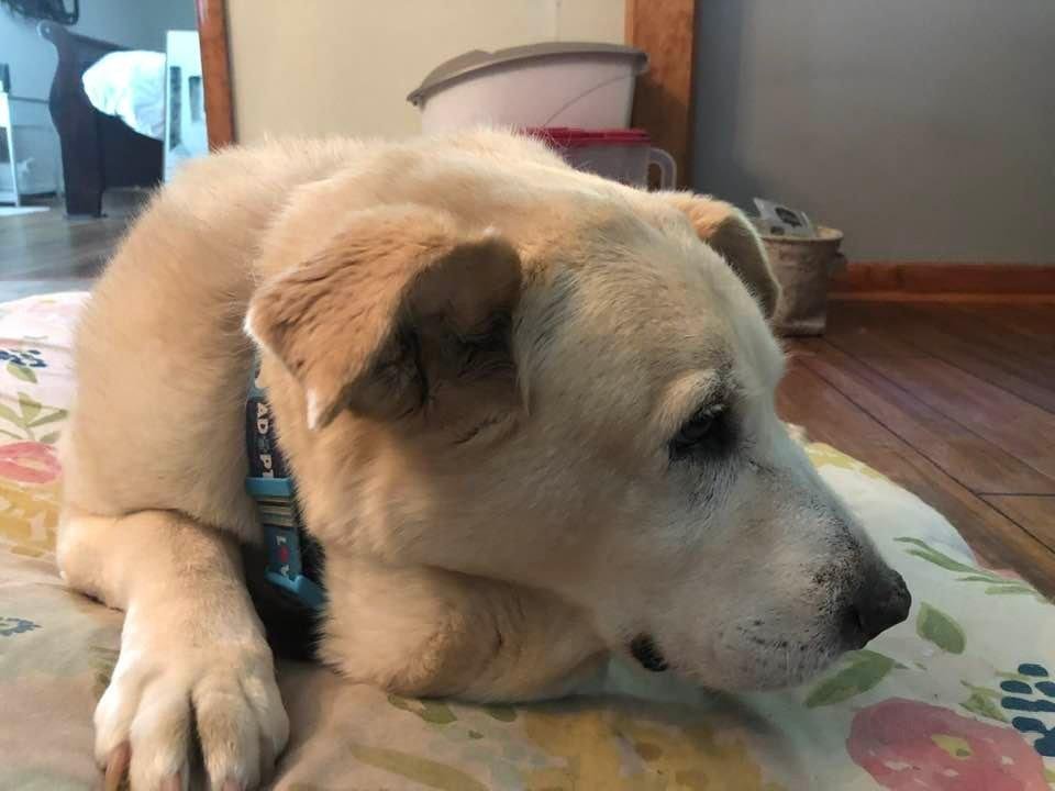 I traveled across Canada and the US with this girl. She wasn’t thrilled about leaving Alaska, but she wanted to go wherever her Momma was.
Today was her last with us. She has traveled on alone.
WE WILL MISS YOU CHLOE ♥️♥️♥