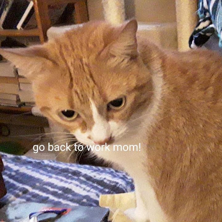 Had to share.  Sitting on the bed talking to one of my cats,
"How you doing, keeping well?, doing ok?, and then I asked, "tired of mom being at home? and the other cat from the floor replies: merow (in cat talk, yes!)