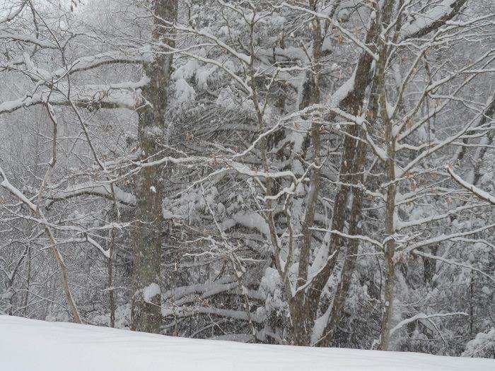 Jimmie Sowder's album, snow