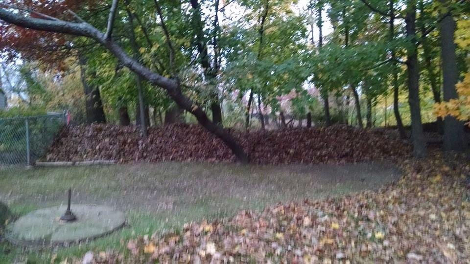 Wall of leaves!!