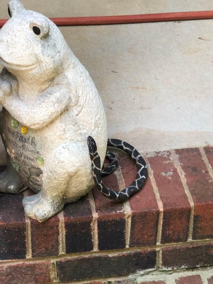 Could someone tell me what kind of snake this is. Because I was standing right next to it and had no idea it was there. The old adage; if it was a snake, it would have bit me....
