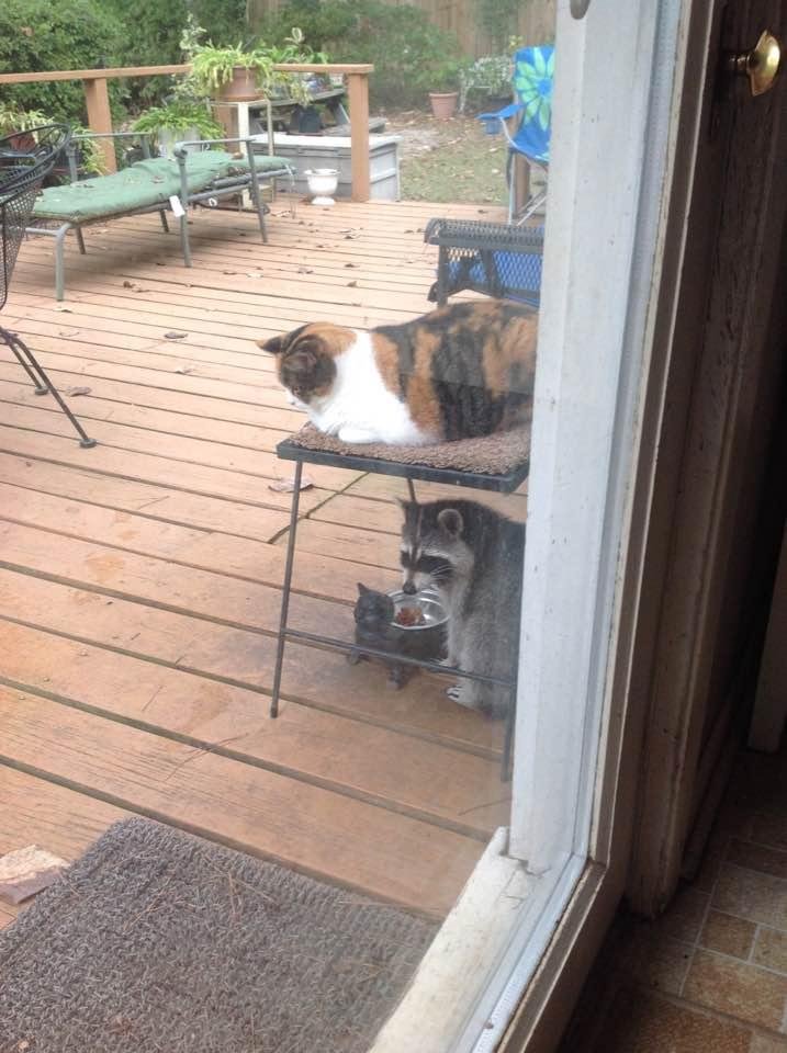 Callie and Bandit.