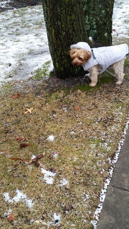 Walking a dog in rain, ice well, good thing he's cute.