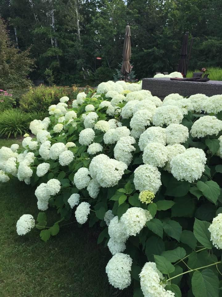 Nice crop of Annabelles this year!