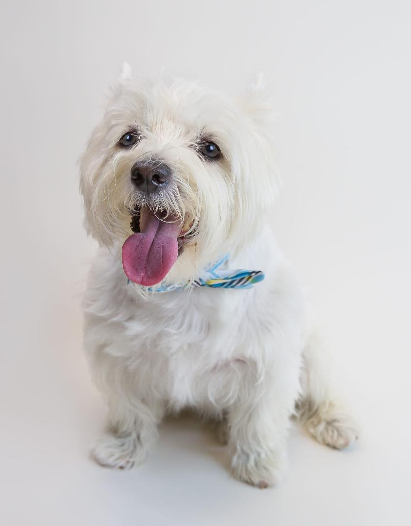Lost my wonderful dog today to Cancer.
Rest in peace Danny