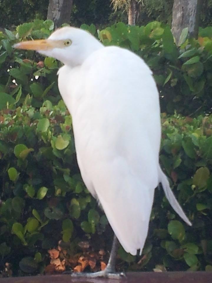 On the hood of my car. Just came to visit.♥