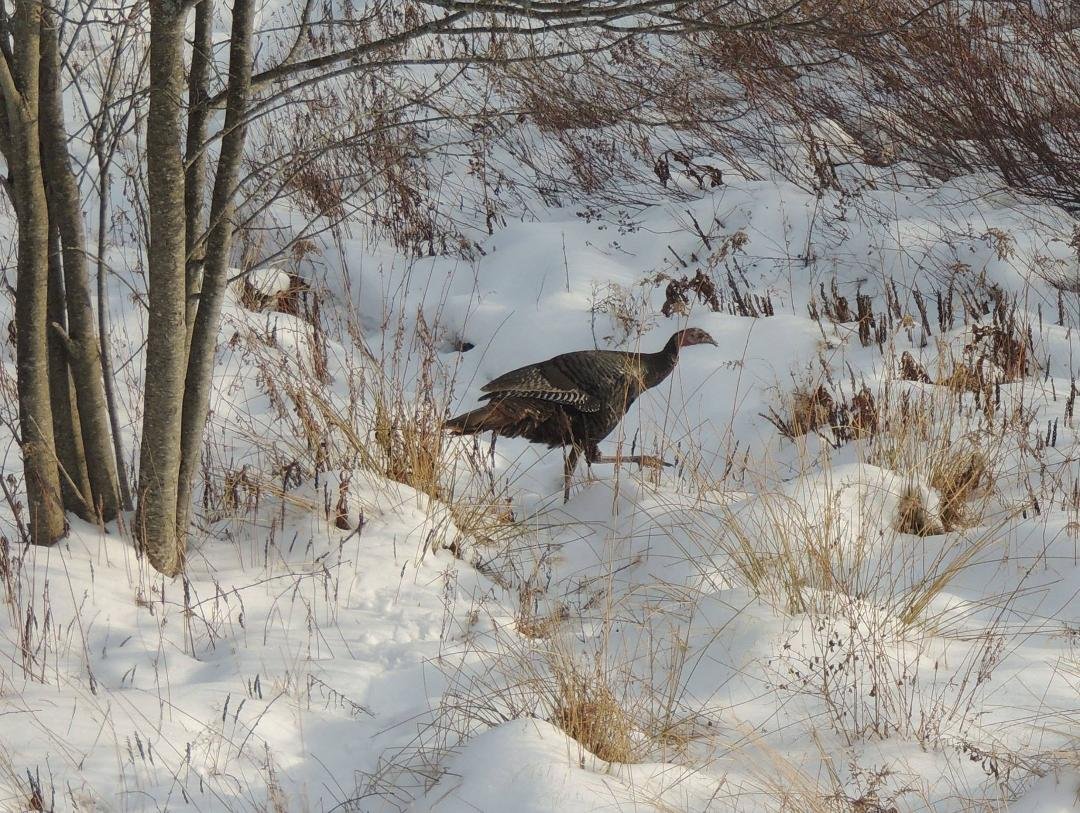 Guess who knows the fall turkey hunting season closed November 7th...