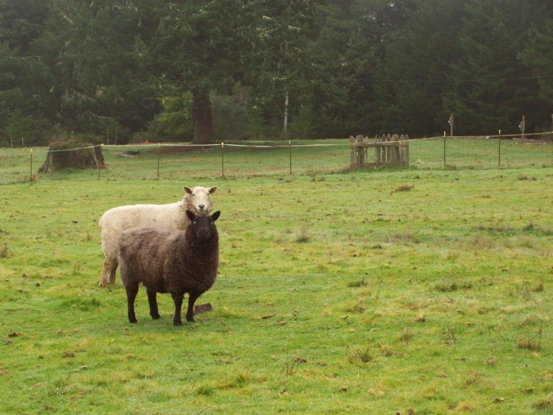 Here's looking at ewe! Lord's Land 2011