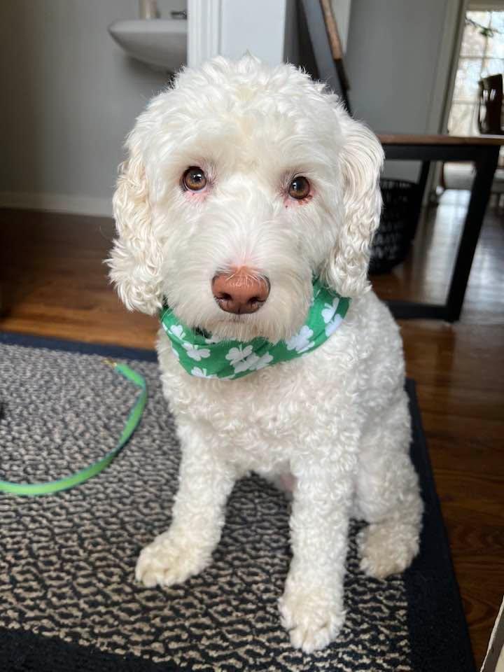 Happy St. Patrick’s Day love Jessie and the Hanrahans!