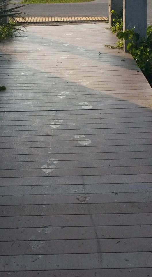 You think I was the first one on the dock, this morning? ??   Leave only foot prints!  :))