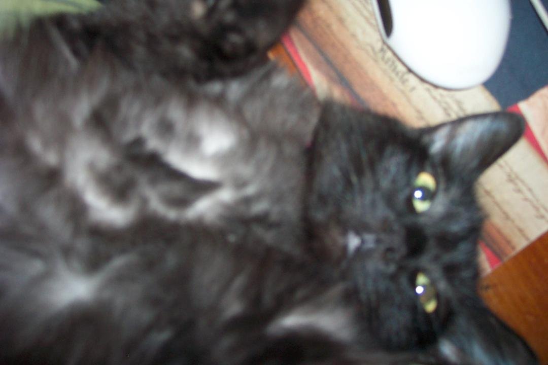 This is Mutt the panther cat; notice the white undercoat.  She is laying on my lap when I am using computer---her favorite spot to lay