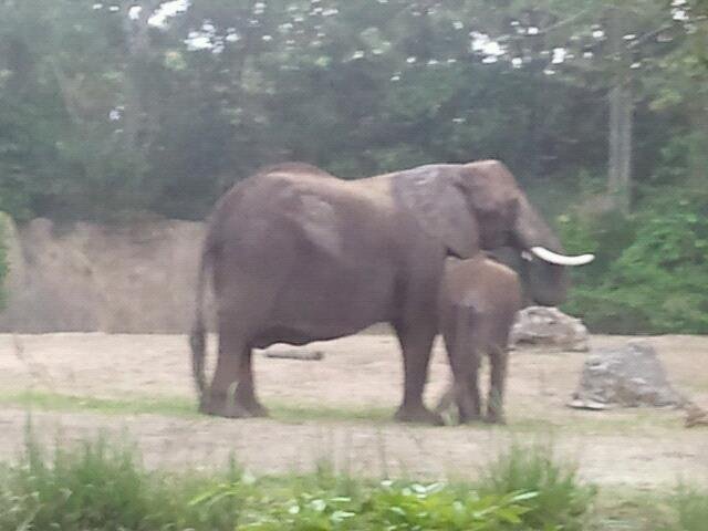 "Elephants" on Safari Ride at "Animal Kingdom Park".