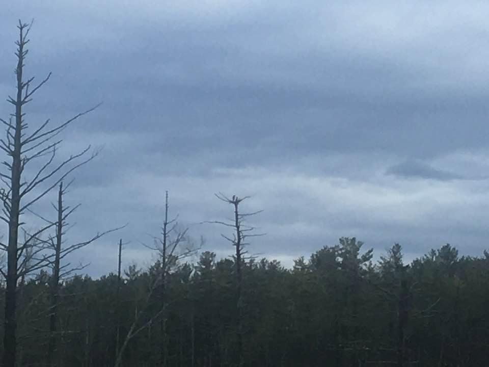 At the top of the tree herons are building a nest