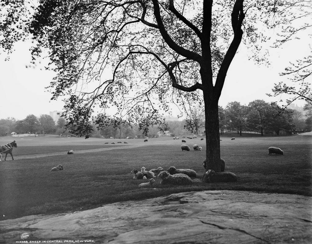 Sheep in Central Park, New York, C. 1906