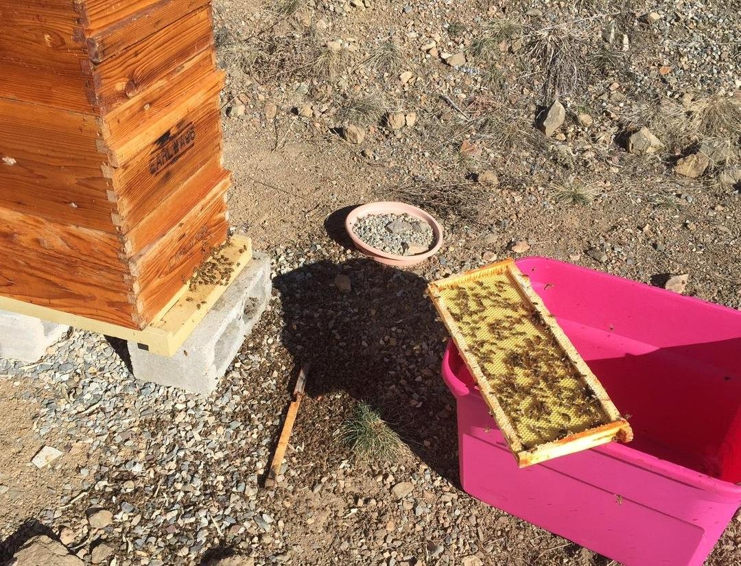 Bees active the last few weeks. I put out an old frame with residual honey on it and they enjoyed cleaning it up. The bees on the ground are dead bees from the over-wintering die off which is natural and which I would per