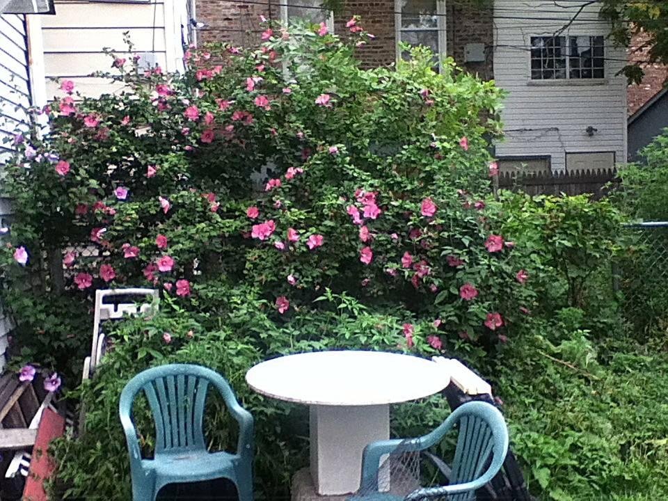 MOM'S PLANT.GOT REAL BIG.THIS SUMMER.