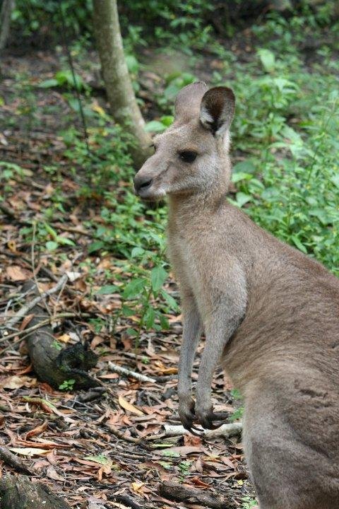 We were fortunate to have access to an enclosure where we just mingled with the kangaroos.