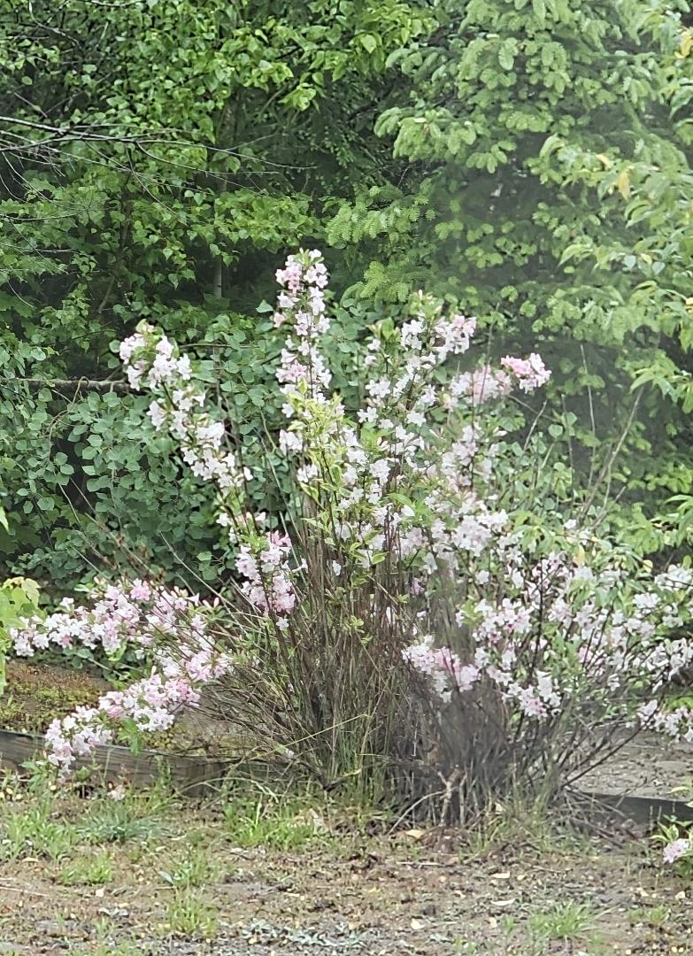 Weigala Pink Poppet