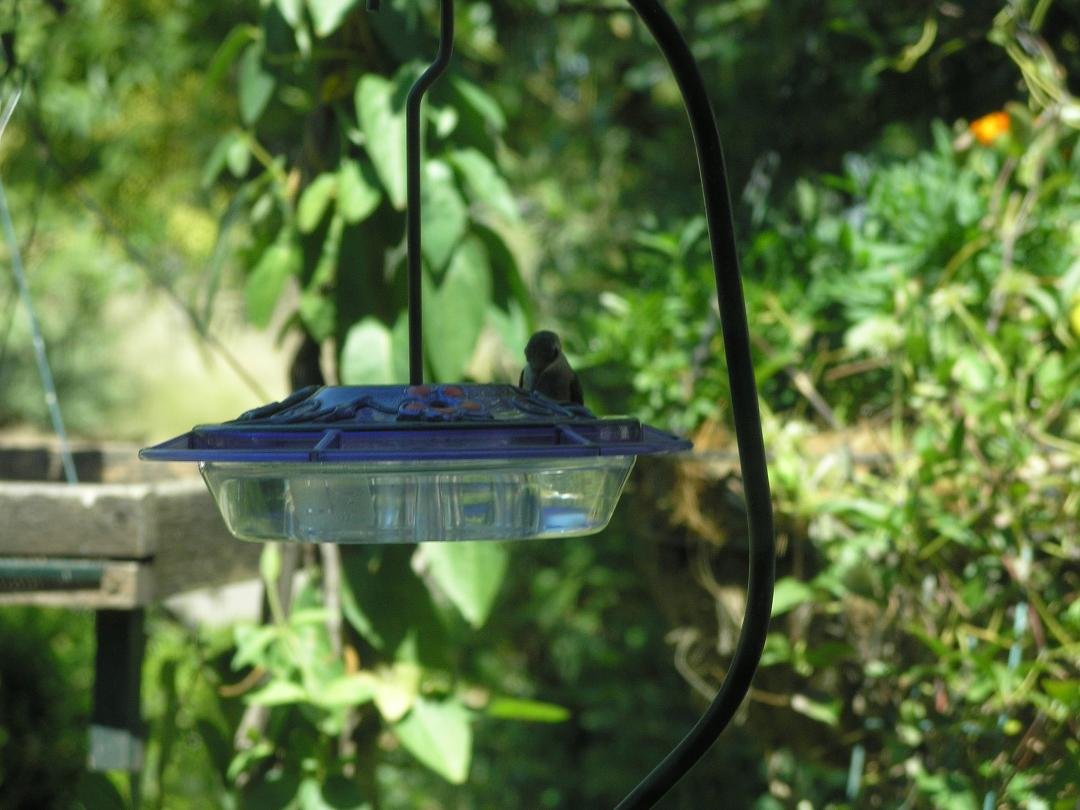 Gerrie was fortunate to catch one of our friends feeding on the feeder.