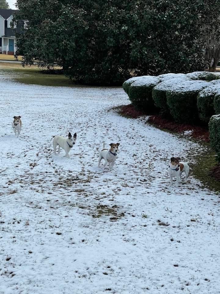 Like The Pony Express … Our Jack Russell Terrier Security is on guard Rain, Snow or Sleet … It’s who we are wherever we are 🐶🐶🐶🐶