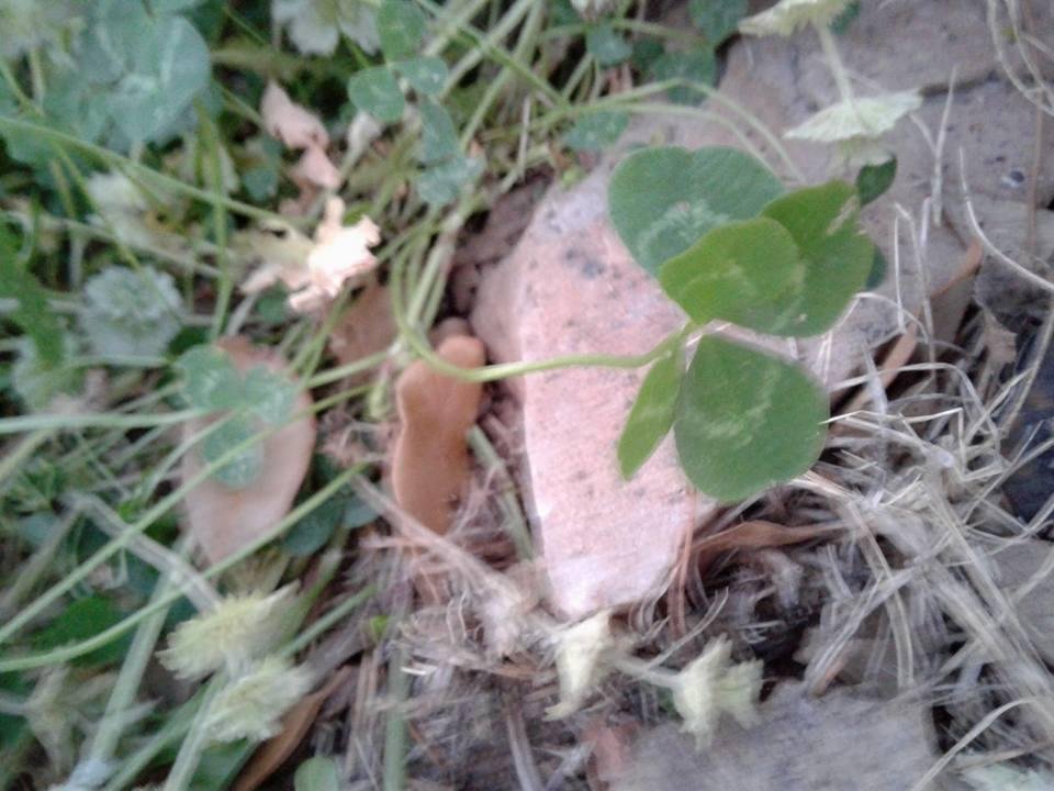 GINGER STOVER's album, Mobile uploads