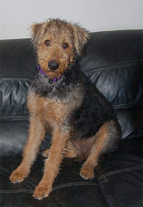 RIP Sophie Elizabeth Nov 2006- Dec 2017 We will miss you