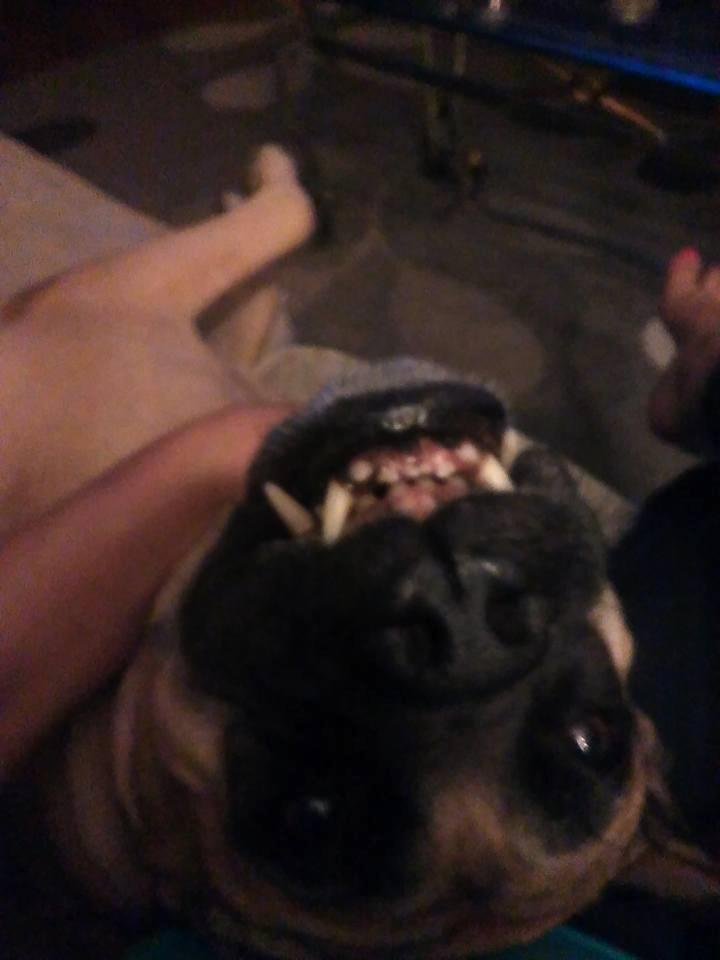 The vet says, "what a beautiful underbite"....