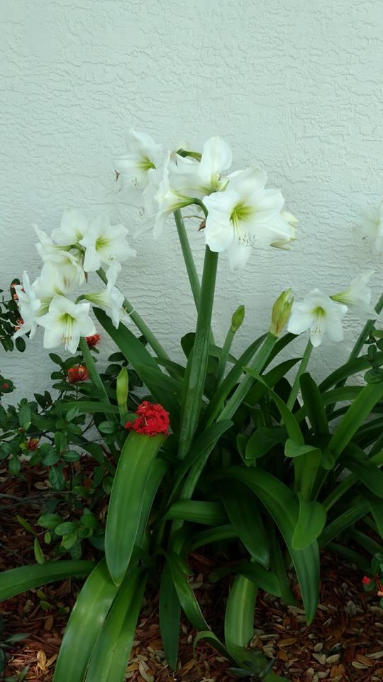 Someone has a green thumb.
