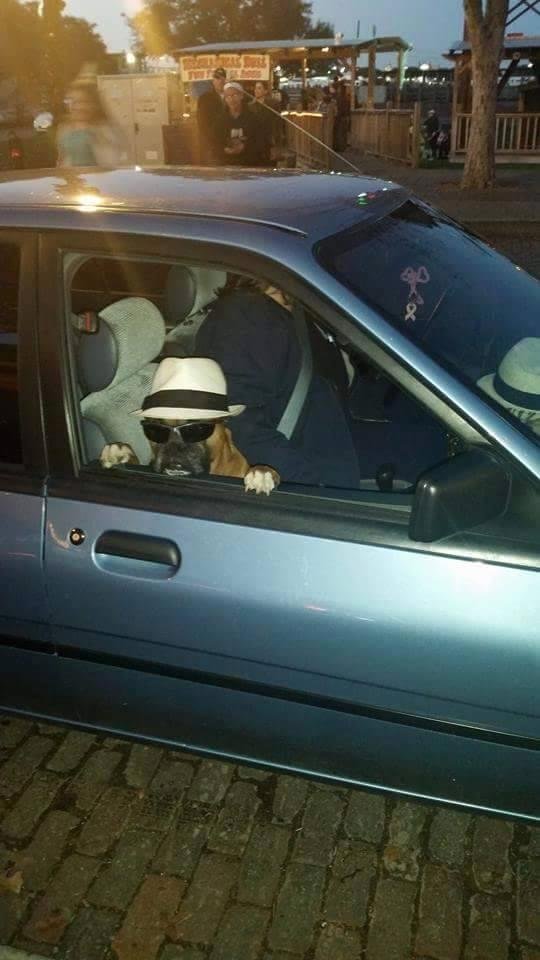 This boxer was in the srockyards just sitting in the car with hat and shades as many took pics.