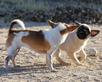 Pebbles & Tuffy