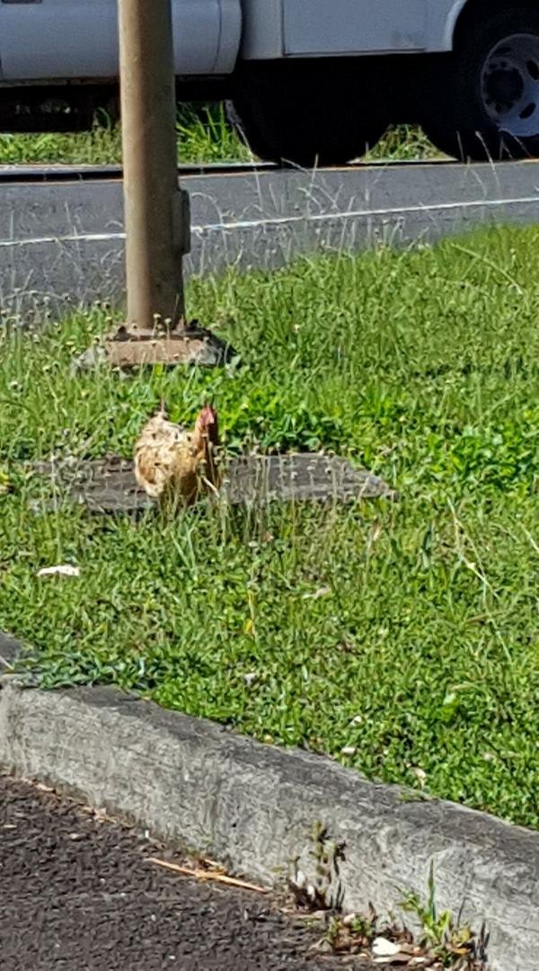 A chicken at an intersection....only in Hawaii!!