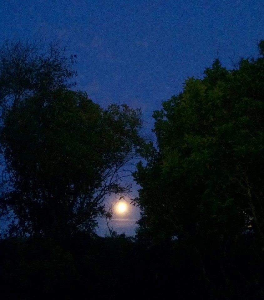 Moonrise from my backyard.