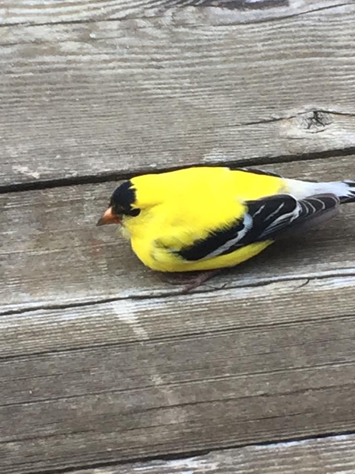 This little bird flew into a window. Held it to make sure it was ok and thought it was just stunned. Put some water and seed nearby. Still alive but not moving much. Any suggestions on how to nurse it?