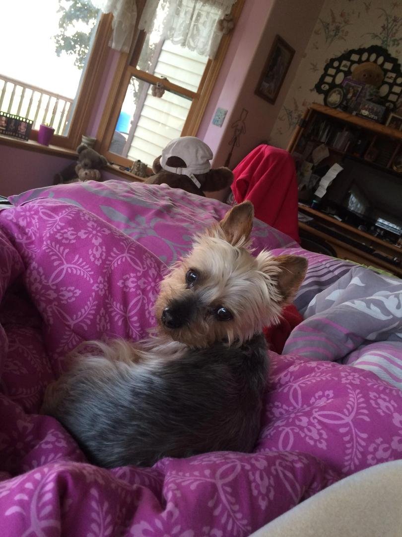 My Lovie Boo Boo happy Doggy day🎉