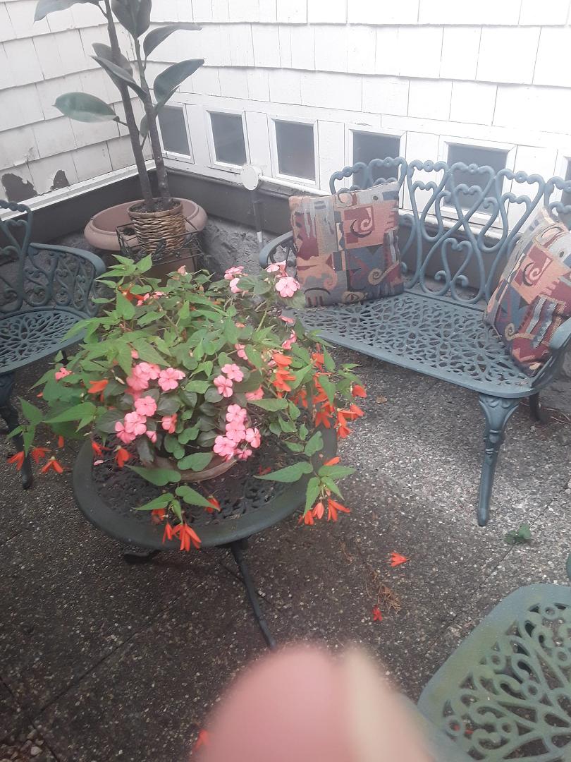 My garden! Its mid October! What???